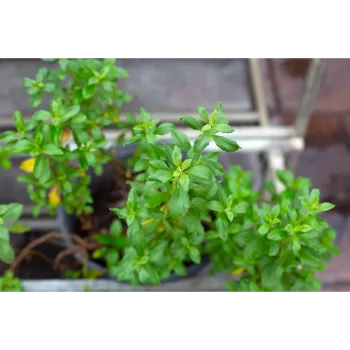 Organic Stevia Plants